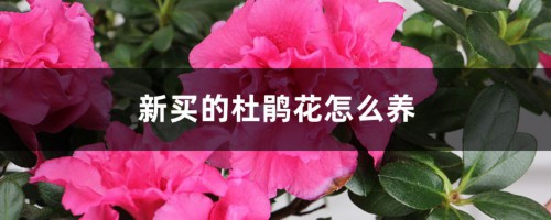 新买的杜鹃花怎么养