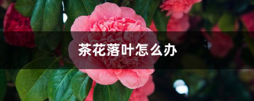 茶花落叶怎么办