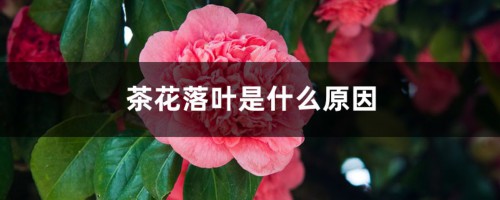 茶花落叶是什么原因