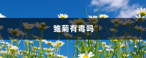 雏菊有毒吗