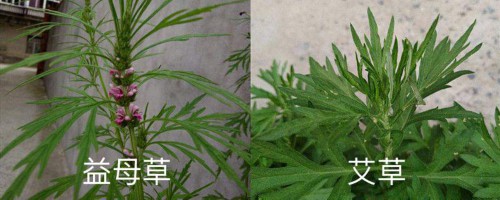 益母草和艾草的区别，艾草图片