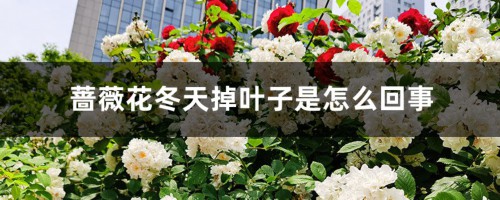 蔷薇花冬天掉叶子是怎么回事