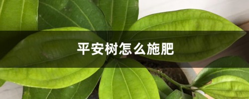 平安树怎么施肥